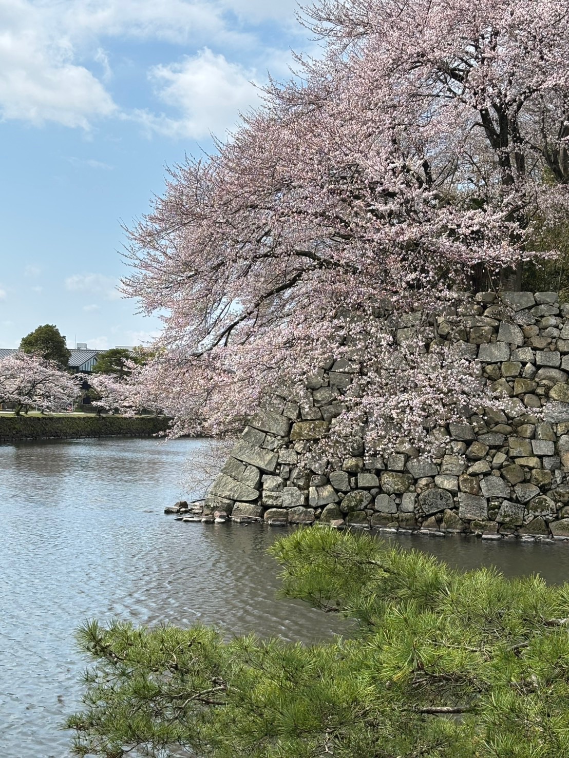 彦根城のお堀ぞいに咲く満開の桜と石垣