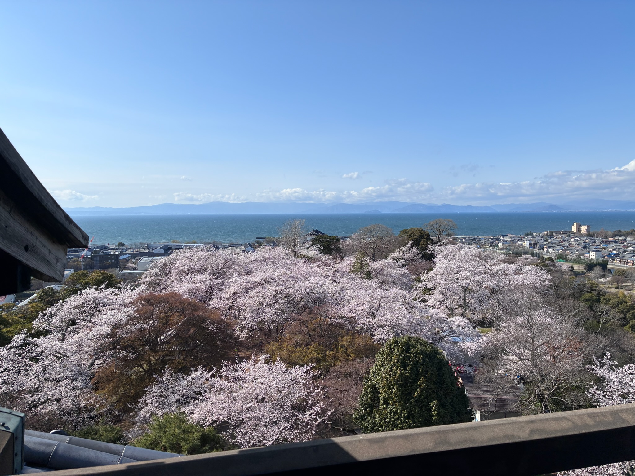 彦根城の天守から見た琵琶湖と満開の桜